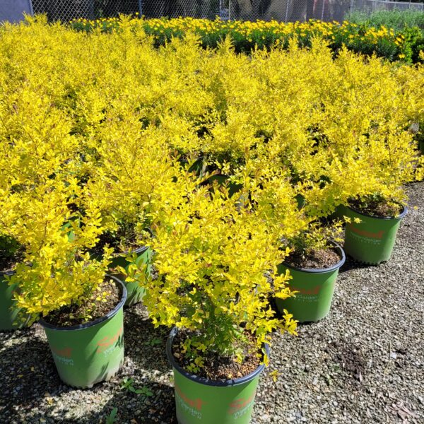 Ligustrum sinense 'Sunshine' - Dwarf Privet
