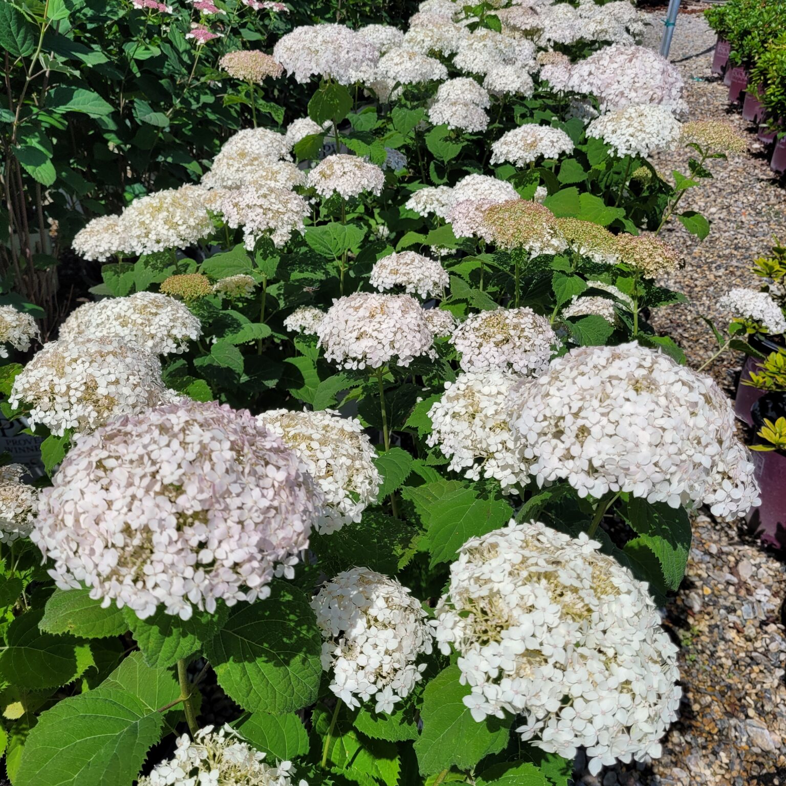 Hydrangea Drawf Hydrangea Invincibelle Wee White® - Dwarf Smooth Hydrangea - Mid Valley ...