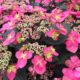 Hydrangea serrata Tuff Stuff™ – Red Mountain Hydrangea