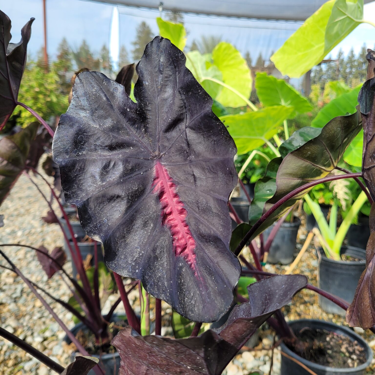 Colocasia hybrid 'Redemption' - Elephant Ear - Mid Valley Trees
