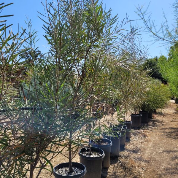 Hakea francisiana - Image 2