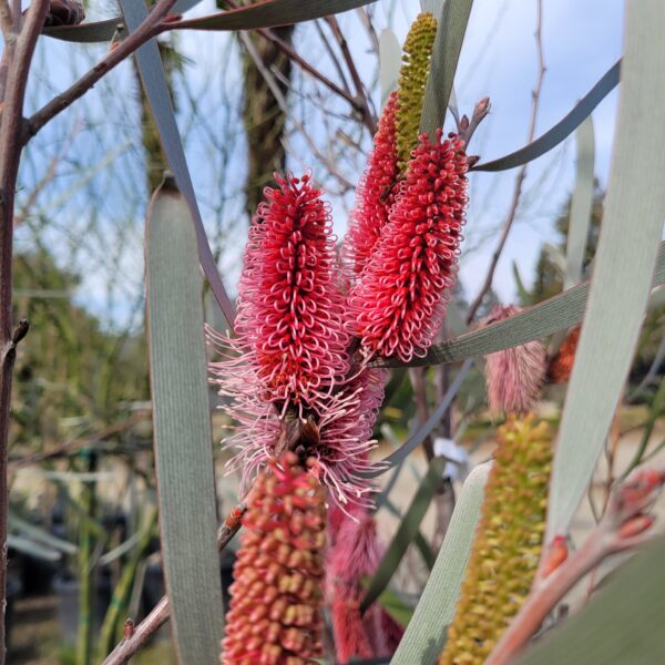 Hakea francisiana