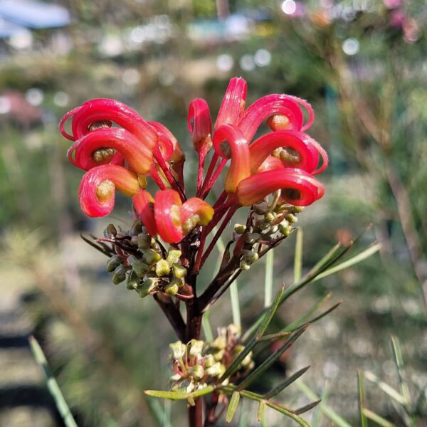 Grevillea 'Bonfire'