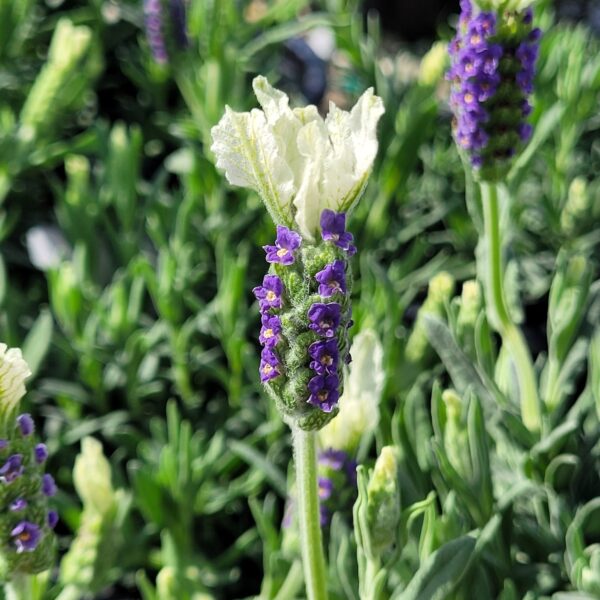 Lavandula stoechas 'Javelin Forte™' - White Spanish Lavender