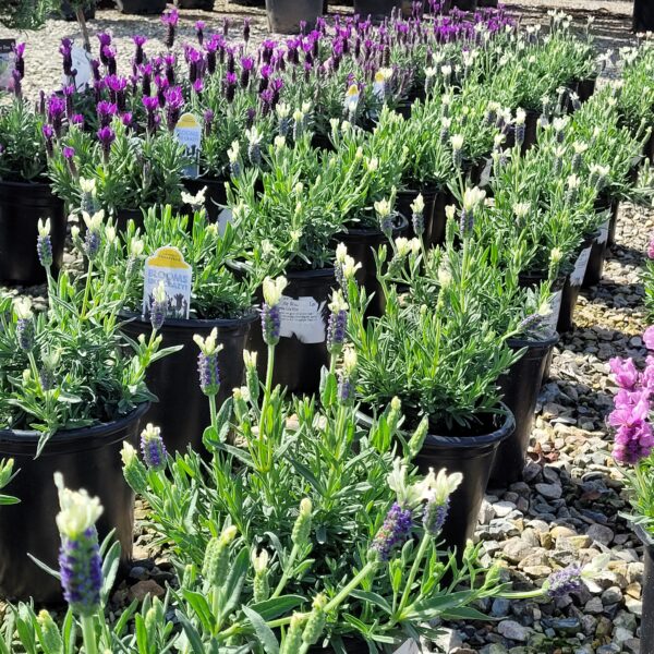 Lavandula stoechas 'Javelin Forte™' - White Spanish Lavender - Image 2