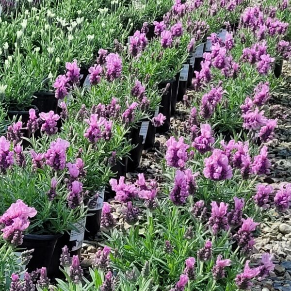 Lavandula Madrid® 'Lavish®' - Pink Spanish Lavender