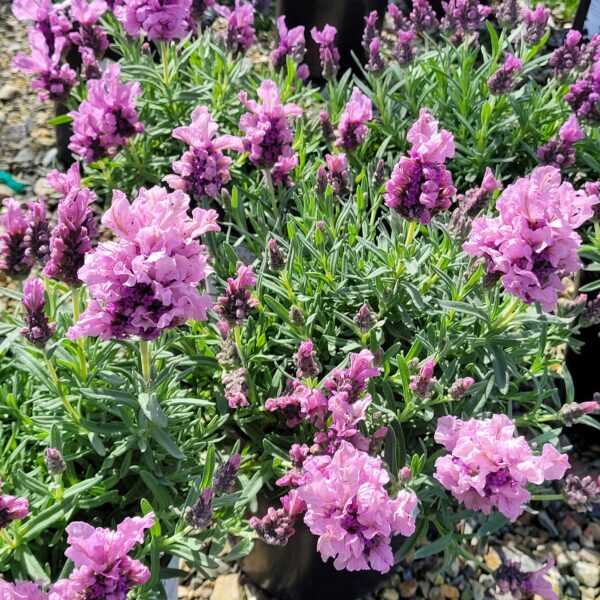 Lavandula Madrid® 'Lavish®' - Pink Spanish Lavender - Image 2