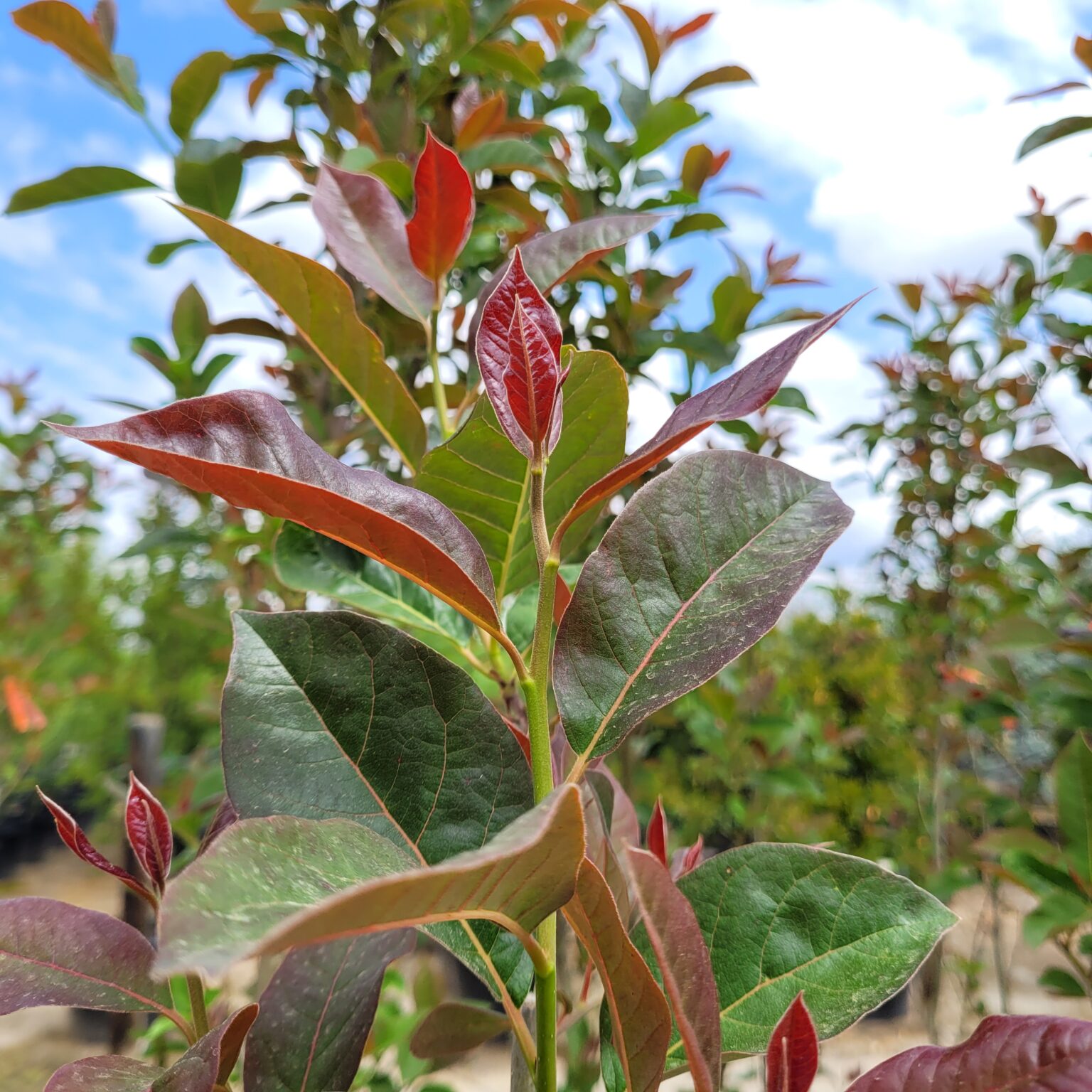 Nyssa sylvatica 'Wildfire'- Tupelo Tree - Mid Valley Trees