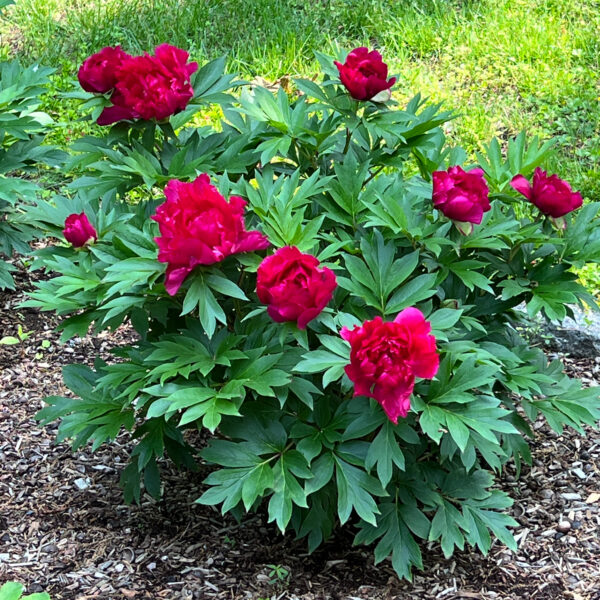 Paeonia Garden Candy® 'Candy Apple™' - Peony