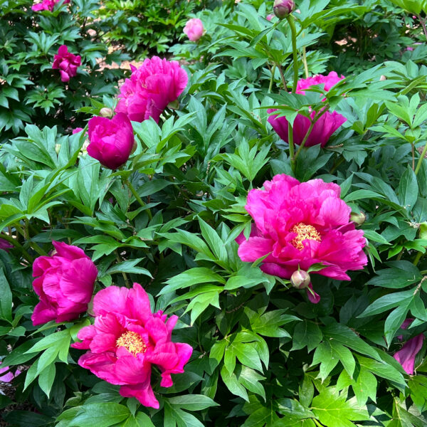 Paeonia Garden Candy® 'Evie Jane™' - Peony