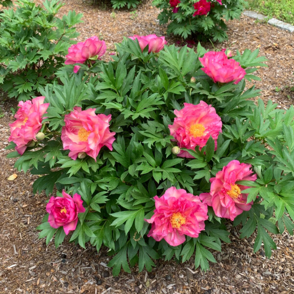 Paeonia Garden Candy® 'Noa Jolie™' - Peony