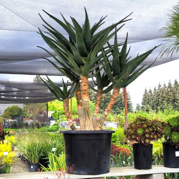 Aloe 'Hercules' - Tree Aloe - Image 2
