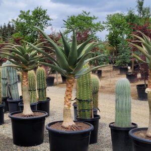 Aloe 'Hercules' - Tree Aloe