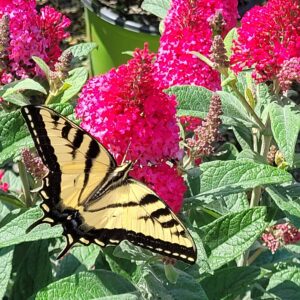 Buddleia davidii Li'l Raspberry™ Butterfly Candy™ - Dwarf Butterfly Bush