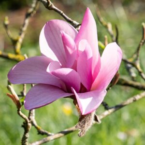 Magnolia x 'Galaxy' - Pink Magnolia