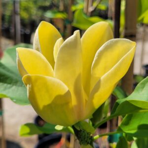 Magnolia x 'Yellow Bird' - Yellow Magnolia