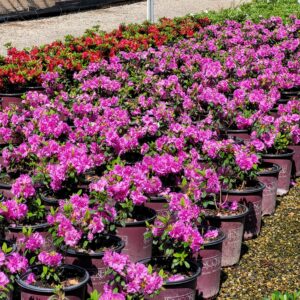 Azalea Encore® 'Autumn Majesty®' - Reblooming Dwarf Azalea