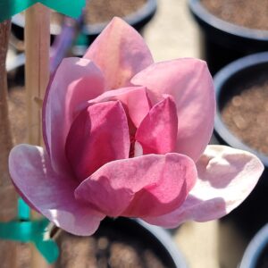 Magnolia x 'Genie'  - Dwarf Magnolia