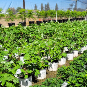Hydrangea quercifolia 'Ruby Slippers' - Oak Leaf Hydrangea