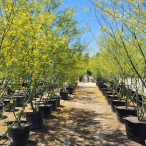 Cercidium hybrid 'Desert Museum' - Palo Verde Tree