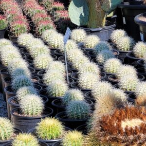 Echinocactus grusonii var. albispinus - White Spine Barrel Cactus