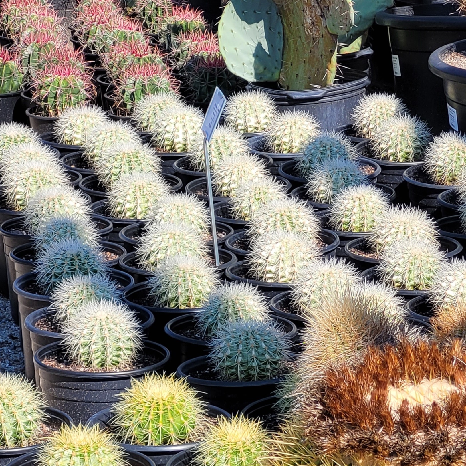 Echinocactus grusonii var. albispinus - White Spine Barrel Cactus