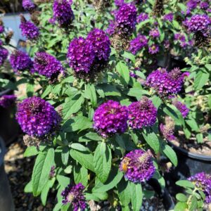 Buddleia davidii 'Little Rockstars Purple' - Micro Butterfly Bush