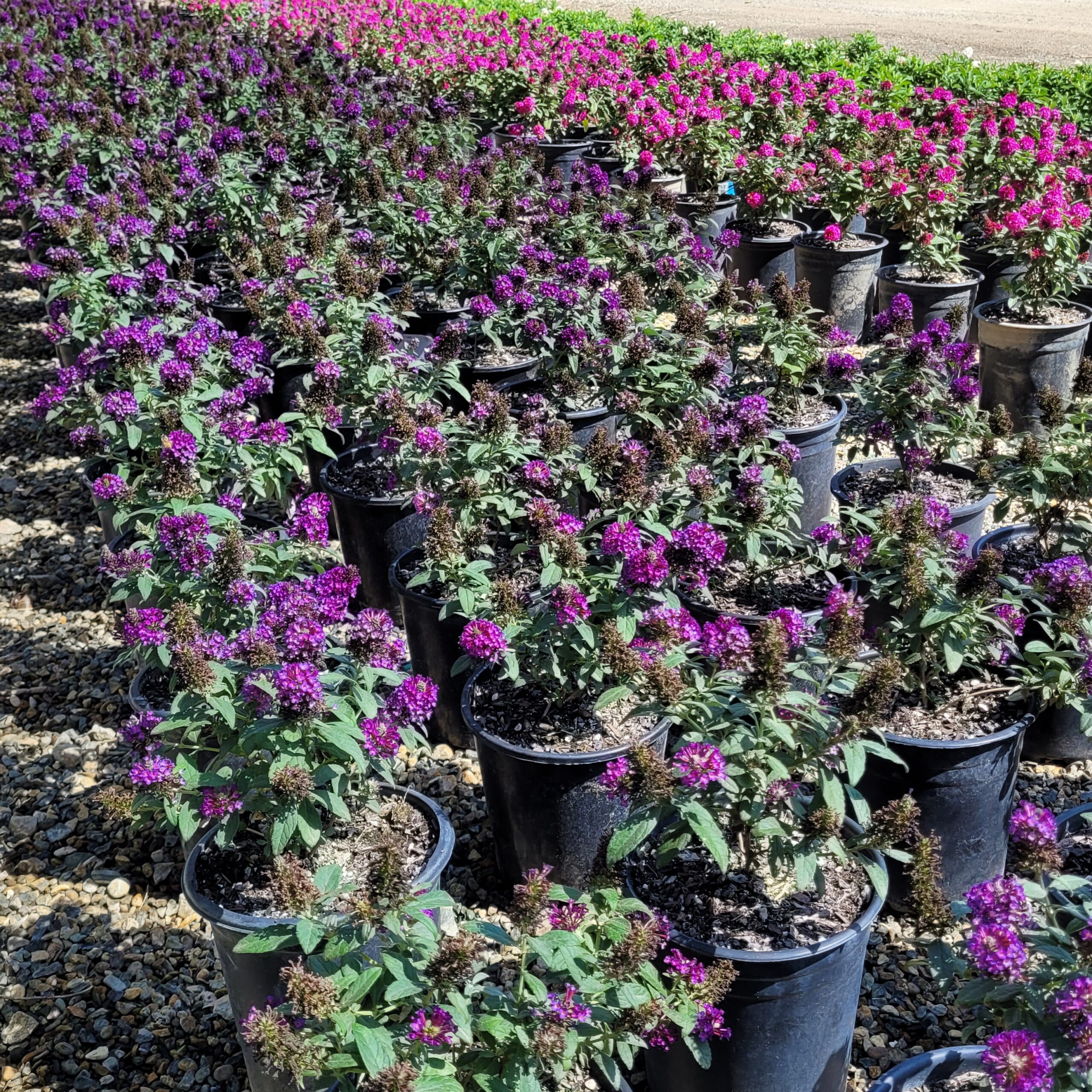 Buddleia davidii 'Little Rockstars Purple' - Micro Butterfly Bush - Image 2