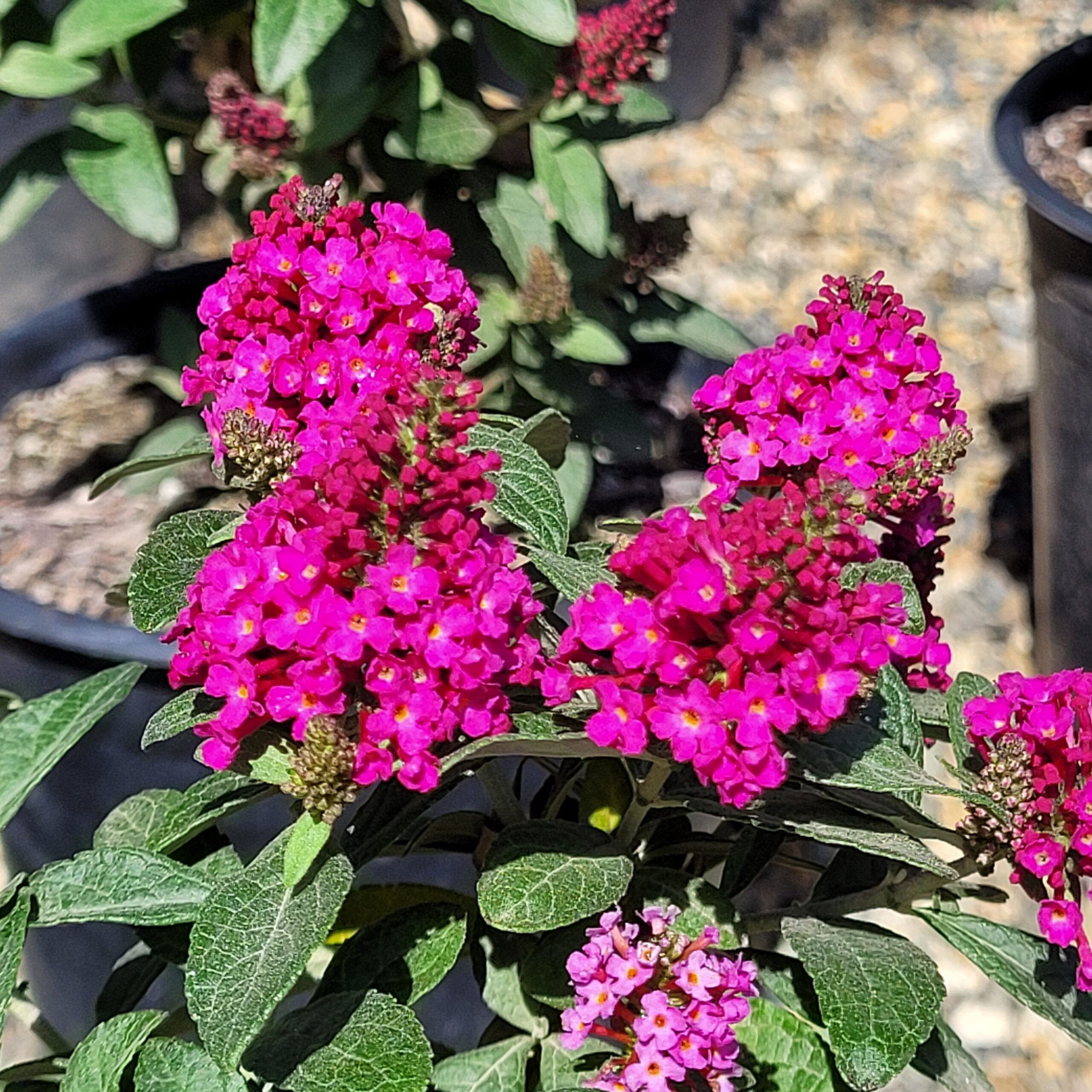 Buddleia davidii 'Little Rockstars Red' - Micro Butterfly Bush - Image 2