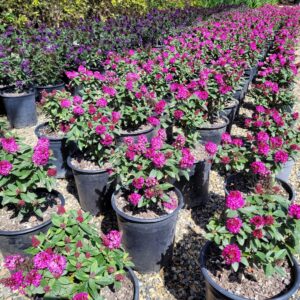 Buddleia davidii 'Little Rockstars Red' - Micro Butterfly Bush