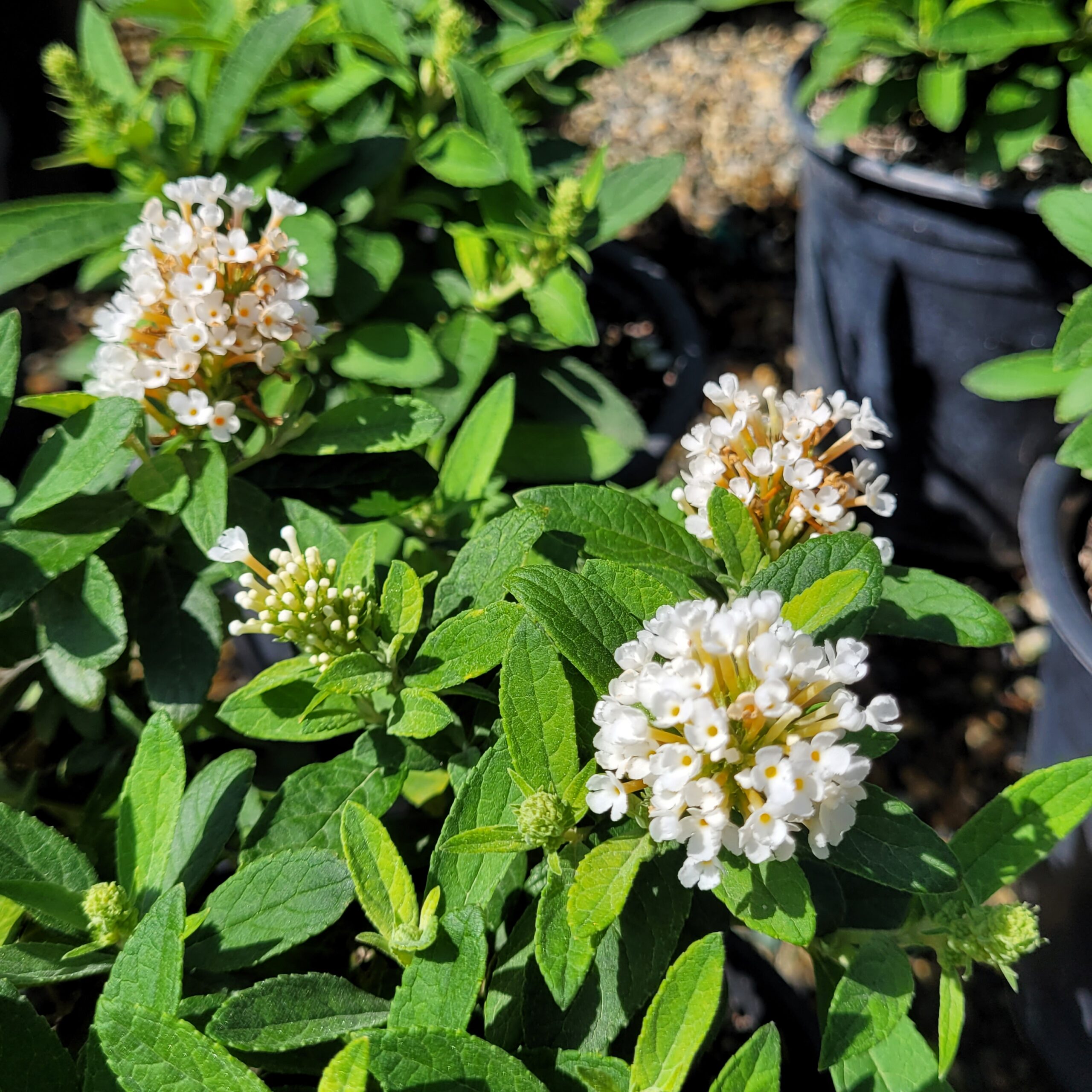 Buddleia davidii 'Little Rockstars White' - Micro Butterfly Bush - Image 3