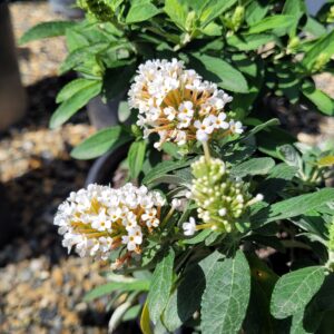 Buddleia davidii 'Little Rockstars White' - Micro Butterfly Bush