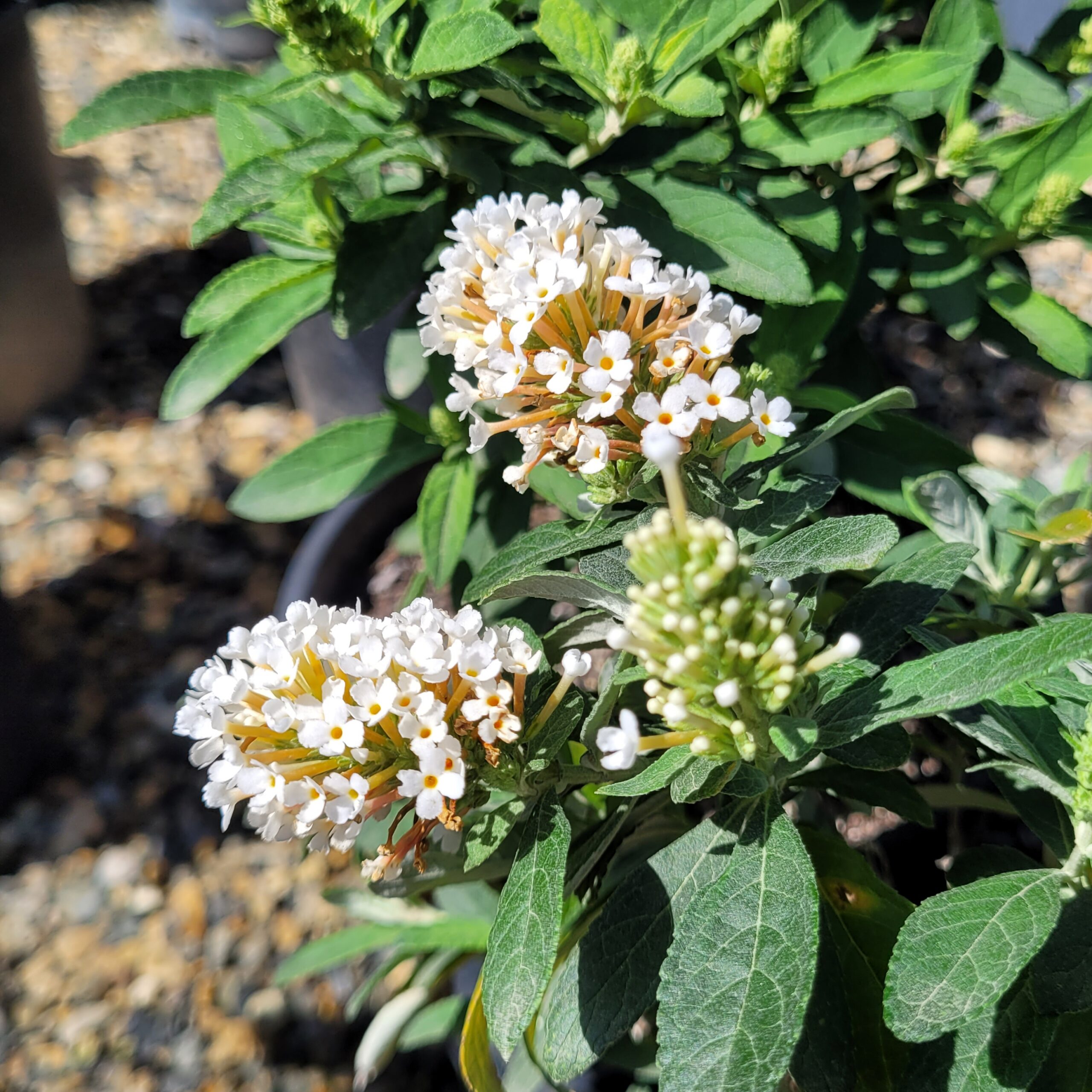 Buddleia davidii 'Little Rockstars White' - Micro Butterfly Bush