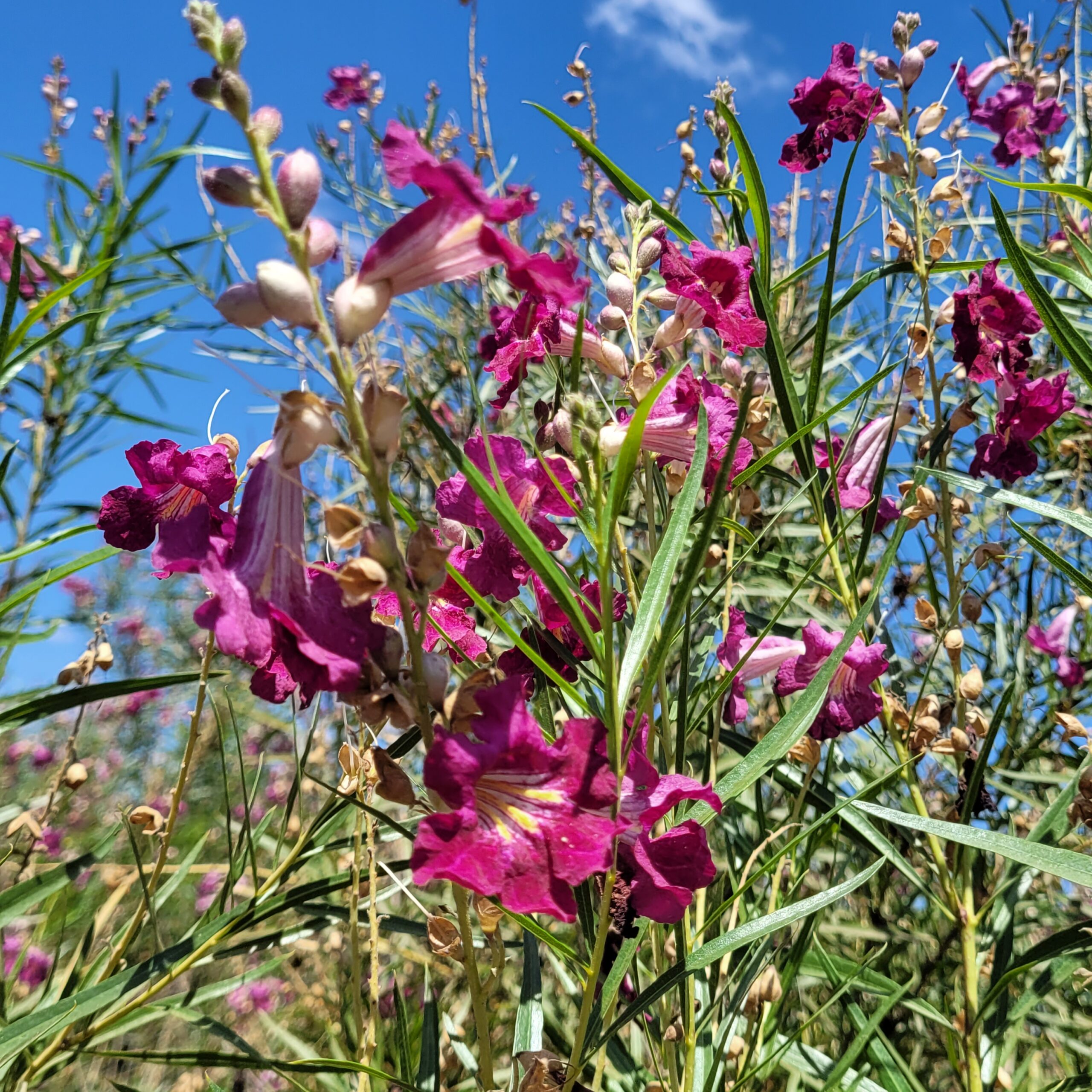 Chilopsis linearis 'Bubba' - Desert Willow - Image 2
