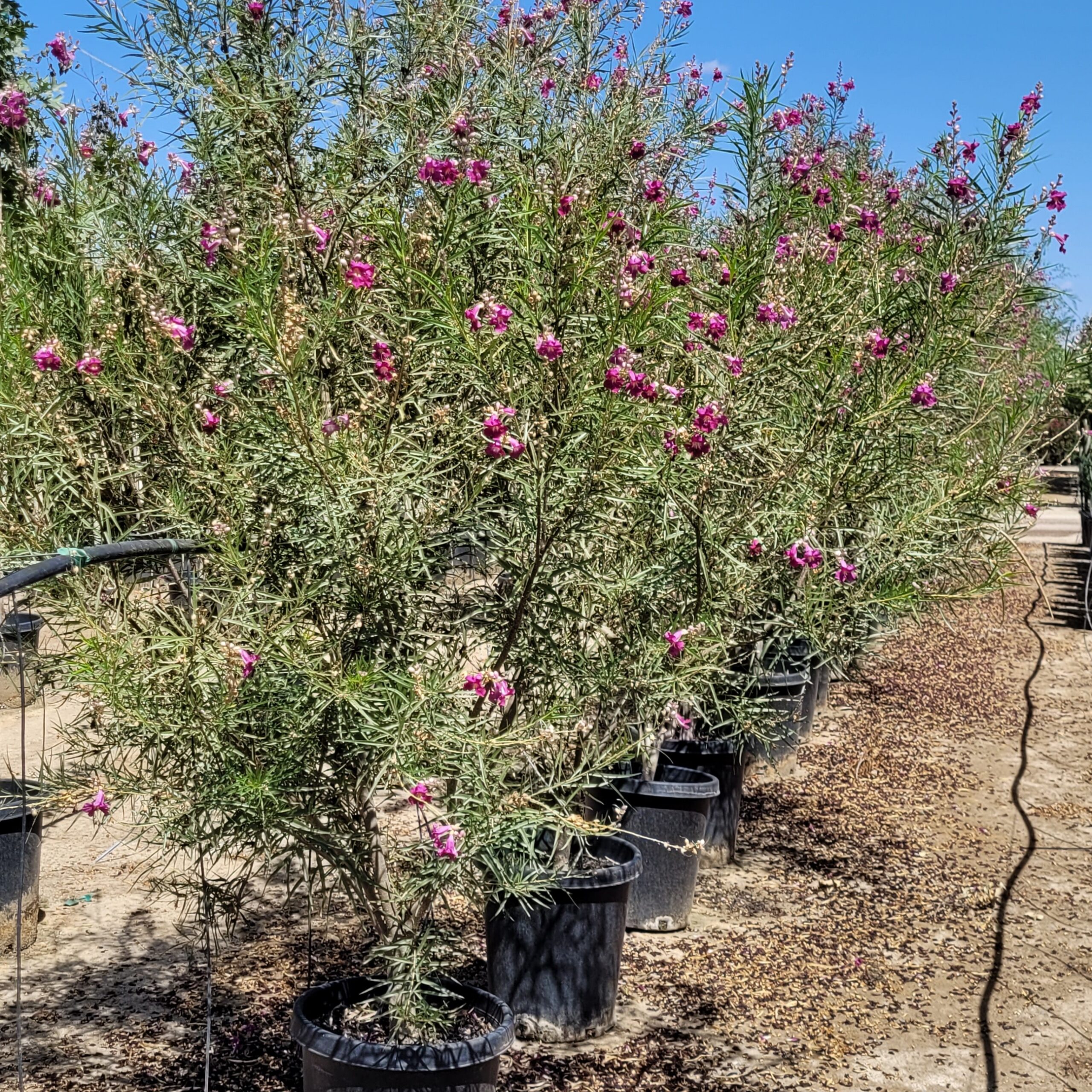 Chilopsis linearis 'Bubba' - Desert Willow
