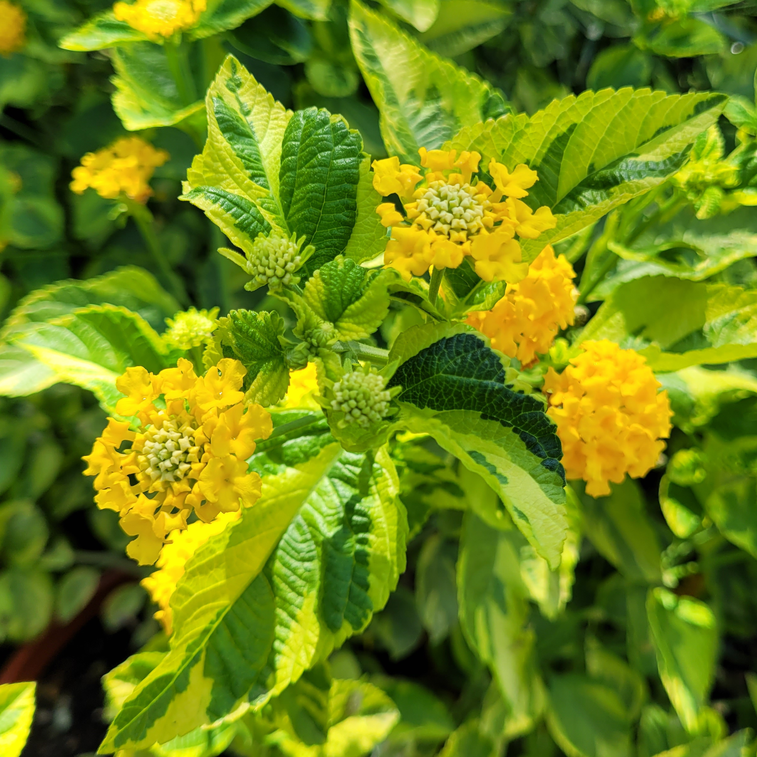 Lantana camara 'Samantha' - Variegated - Image 3