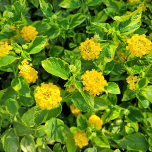 Lantana camara 'Samantha' - Variegated