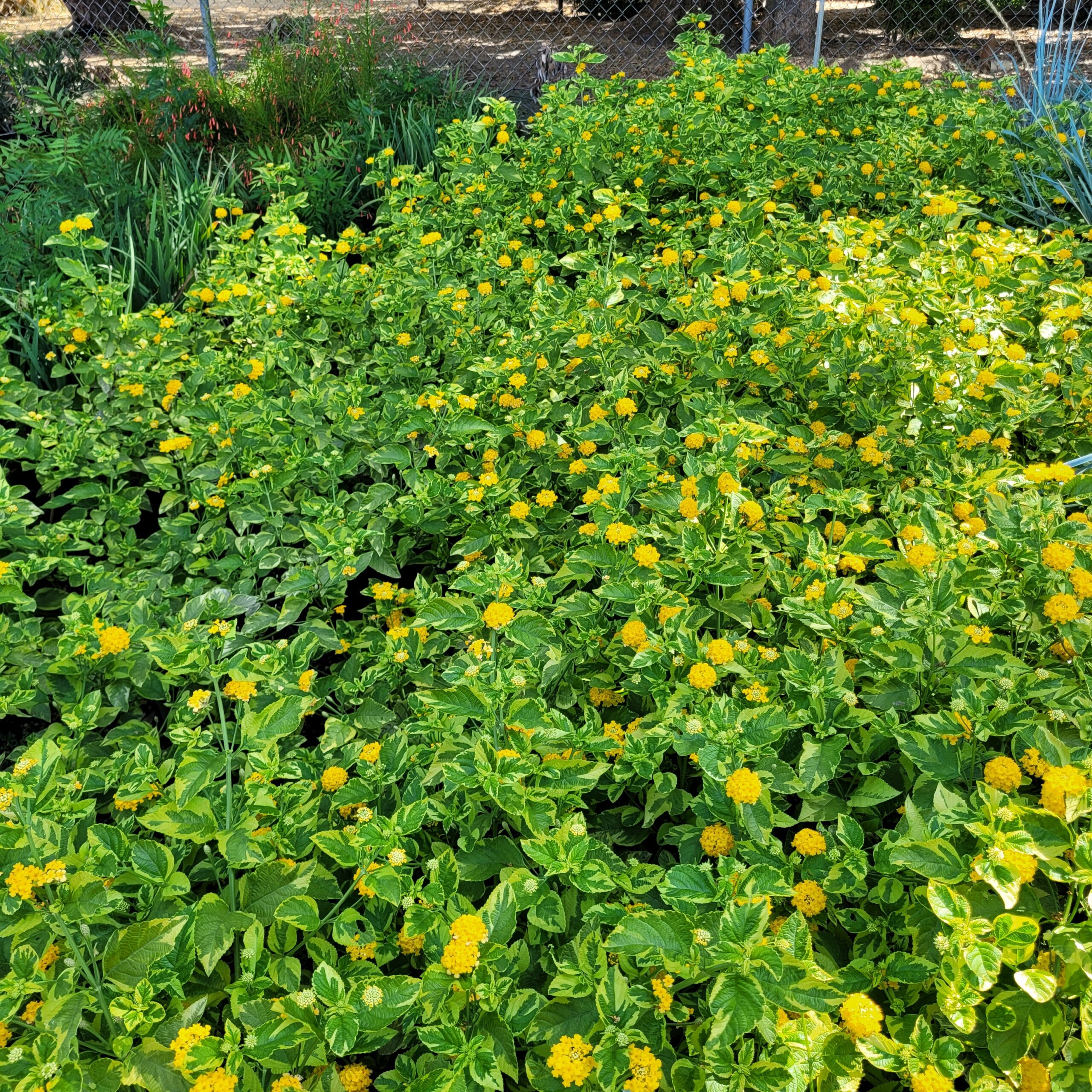 Lantana camara 'Samantha' - Variegated - Image 2
